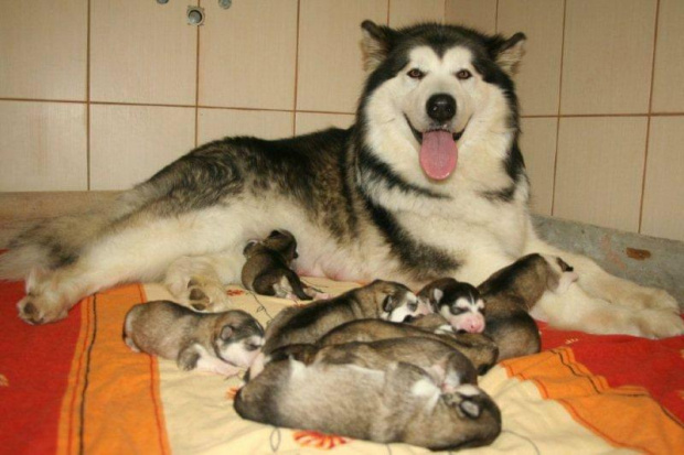Oomasha i jej dzieci