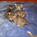 Koty do adopcji #adopcja #adopcje #Gliwice #kocięta #kot #kotki #koty #pomoc #przygarnę #schronisko #zaadoptuję #zwierzęta