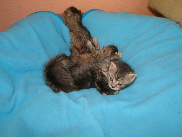 Koty do adopcji #adopcja #adopcje #Gliwice #kocięta #kot #kotki #koty #pomoc #przygarnę #schronisko #zaadoptuję #zwierzęta