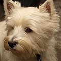 Fifi West Highland White Terrier #WestHighlandWhiteTerrier
