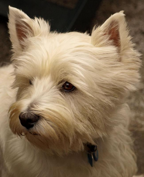 Fifi West Highland White Terrier #WestHighlandWhiteTerrier