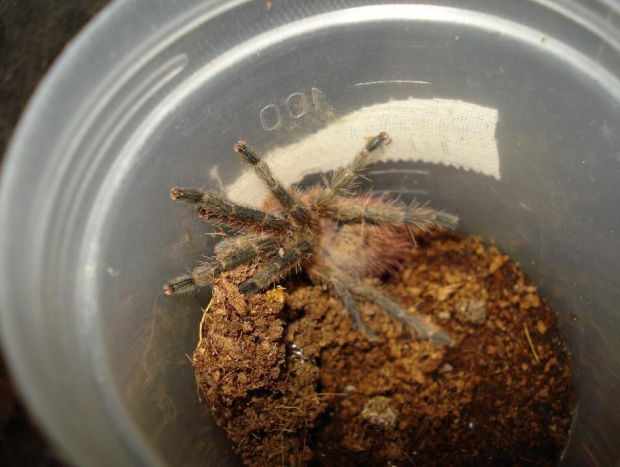 Thrixopelma ockerti