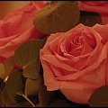 róże #BalHofburgWiedeńRóżeKwiatRóż