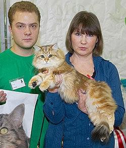 Solna Marcowe Migdały*PL - kotka syberyjska 8,5 miesiąca