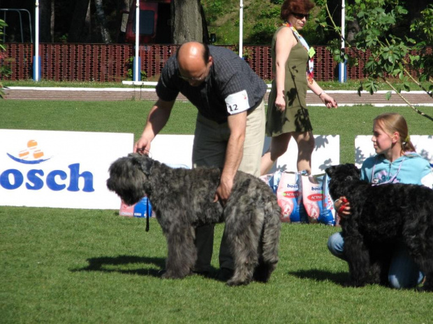 Jelenia GÓra 2009 #BouvierDesFlandres #LeserBreldream #LadybirdBreldream