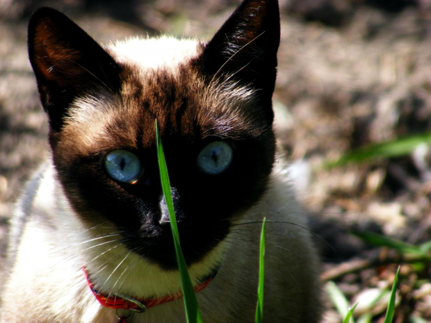 #Kot #zwierze #niebieskie #oczy #trawa