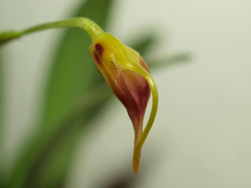 apropurpurea