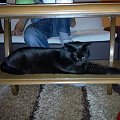 Koty do adopcji #adopcja #adopcje #Gliwice #kocięta #kot #kotki #koty #pomoc #przygarnę #schronisko #zaadoptuję #zwierzęta