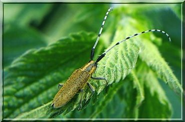 Zgrzytnica zielonkawowłosa #ZgrzytnicaZielonkawowłosa #makro #owad #chrząszcz #kózkowate