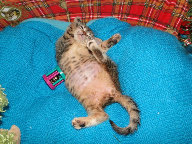 Koty do adopcji #adopcja #adopcje #Gliwice #kocięta #kot #kotki #koty #pomoc #przygarnę #schronisko #zaadoptuję #zwierzęta