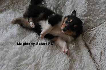 #CollieSzczenięta #MagicznySzkot