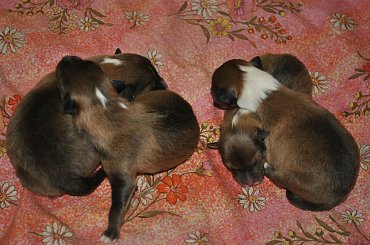 #OwczarekSzetlandzki #szczenięta