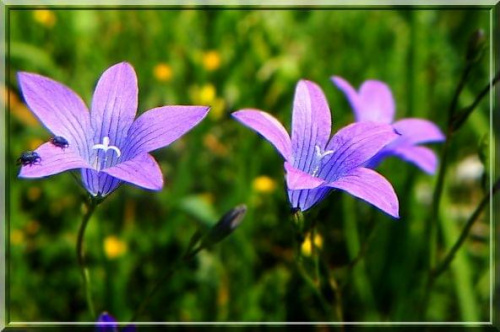 dzwoneczki.. ;D #kwiat #makro #łąka #wiosna