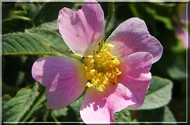 dzika róża #kwiat #makro #róża #DzikaRóża