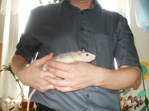 Bonisia