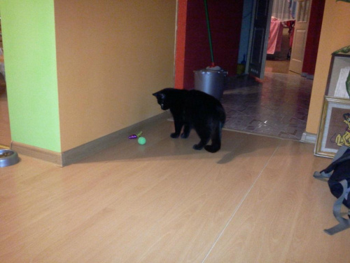 Koty do adopcji #adopcja #adopcje #Gliwice #kocięta #kot #kotki #koty #pomoc #przygarnę #schronisko #zaadoptuję #zwierzęta