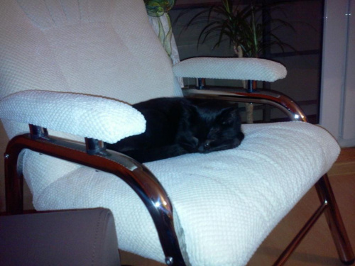Koty do adopcji #adopcja #adopcje #Gliwice #kocięta #kot #kotki #koty #pomoc #przygarnę #schronisko #zaadoptuję #zwierzęta