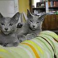 #cat #cats #kitten #kocię #kot #koty #RosyjskiNiebieski #RUS #RussianBlue