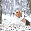Nuka #beagle #GłogówMłp #Niwa #pies #spaniel #Zabajka