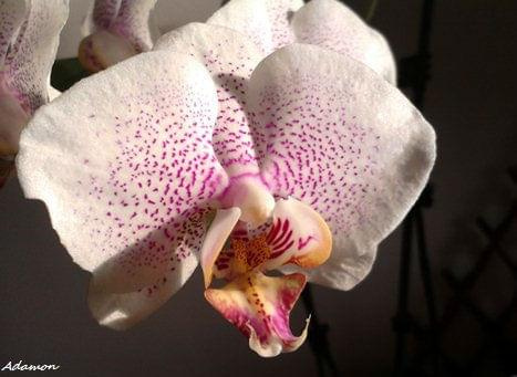Storczyk #Orchidea