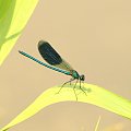 Świtezianka błyszcząca-samiec
(Calopteryx splendens)