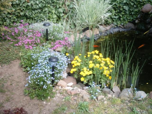Ogród #ogród #kwiaty