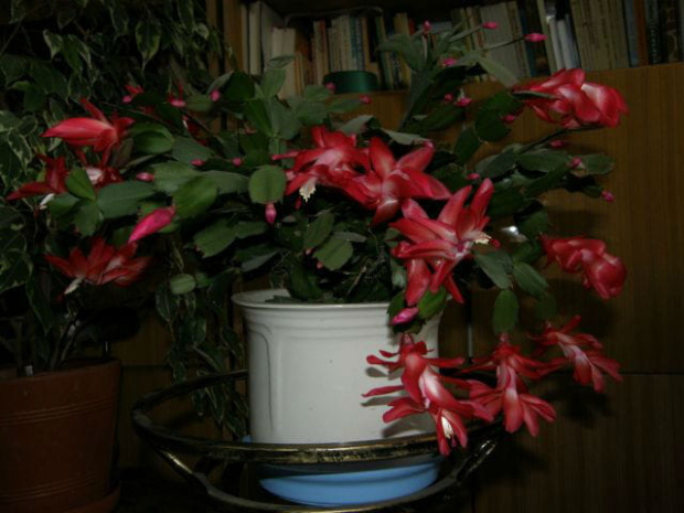 szlumbergera #grudniki #szlumbergery