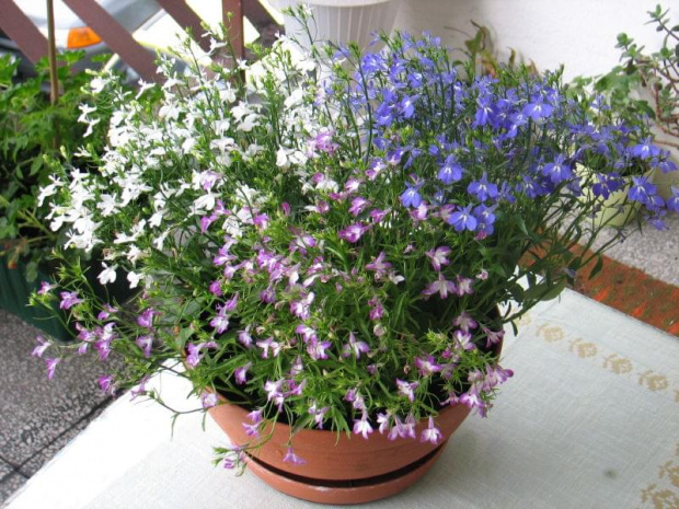 Lobelia