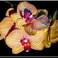 storczyk w rozkwicie.. ;D
to mój ulubiony ;D #storczyk #orchidea #kwiat
