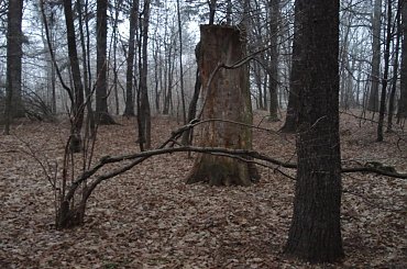 #PuszczaBiałowieska