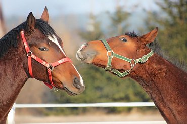 no daj buziaka #fauna #konie #koń #zwierze