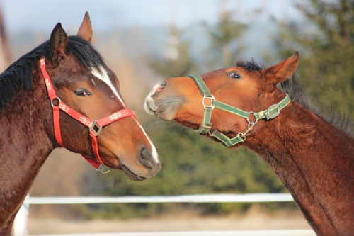 no daj buziaka #fauna #konie #koń #zwierze
