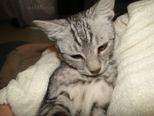 Koty do adopcji