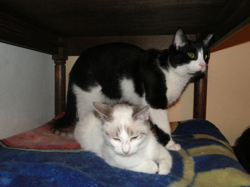 Koty do adopcji