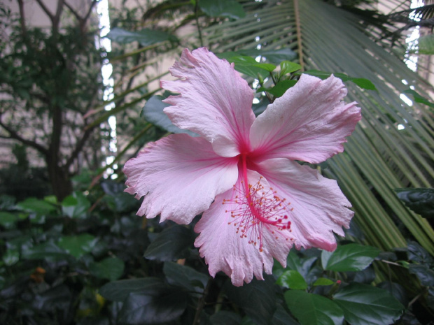 hibiskus