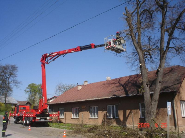 wycinka lipy w Zręcinie przy ul. Koscielnej