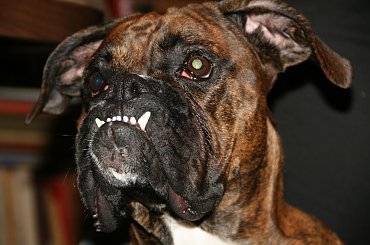 Zdziwiona Lola (Dzicz na jej i TYLKO JEJ psiej kanapie) #bokser #dom #Dzicz #Lola #nowy