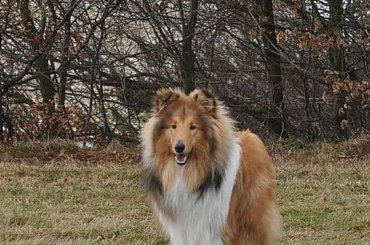 #CollieMagicznySzkot