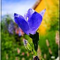 dzwonek małe ale ładne #dzwonek #makro #kwiat #ogród