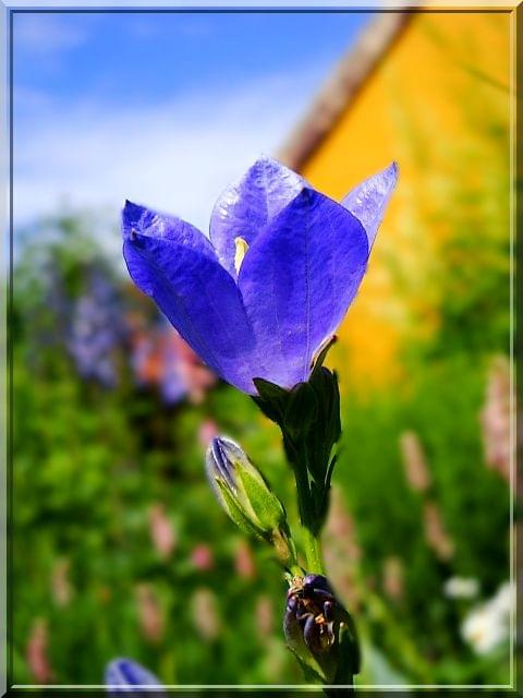 dzwonek małe ale ładne #dzwonek #makro #kwiat #ogród