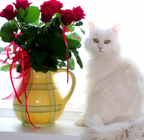 Kwiaty i kot #Kot #kwiaty #portret
