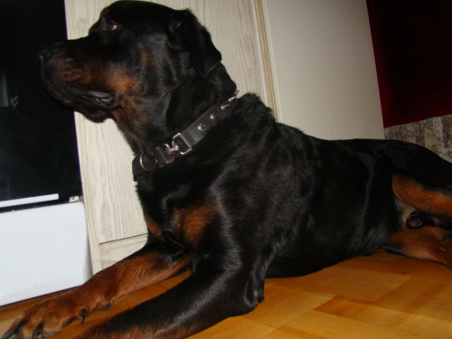 Mały #MałyRottweiler