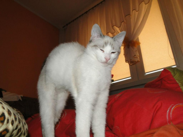 Koty do adopcji #adopcja #adopcje #Gliwice #kocięta #kot #kotki #koty #pomoc #przygarnę #schronisko #zaadoptuję #zwierzęta