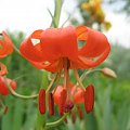 Lilium pumilum