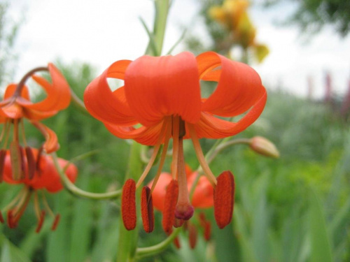 Lilium pumilum