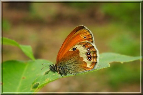 nie wiem co to za motyl ale jest świetny ;D #motyl #makro #owad
