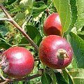 Młode Jabłka #jabłko #jabłoń #natura #rosliny #kwaiatki #roslinność #roslinnosc #macro #piękno #działka #dojrzewanie #rozkwit #lato #wiosna #ciepło #owoce #drzewka #ogród #ogrod #zbiory #plony #OwoceNatury #wieś #wioska