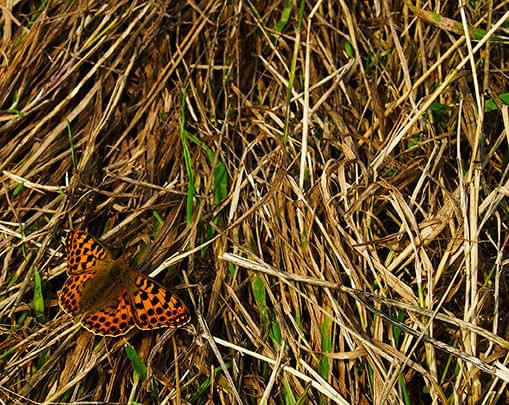 #motyl #owad #łąka #lato