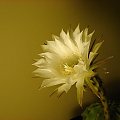 Echinopsis