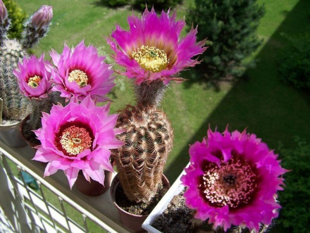 Echinocereus